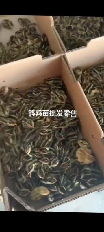 南宁鹌鹑苗  黄羽鹌鹑苗 肉鹌鹑  出栏快 长速快