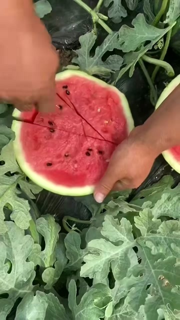 莒县山东甜王西瓜价格