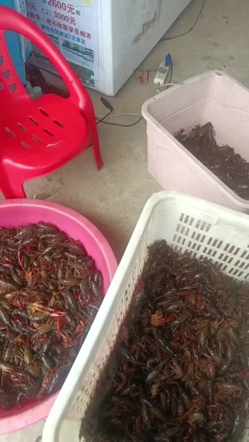 鄱阳县2025农村收购刚上市的小龙虾水库溪流中大小龙虾品质优良