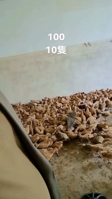 南京江苏南京江宁区供应优质公母混合土鸡苗，淮南草鸡苗