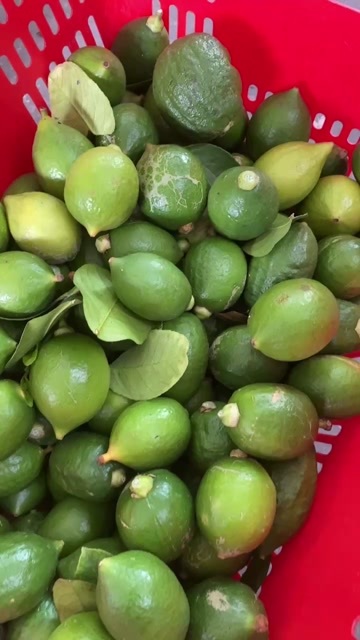 深圳大量小青果