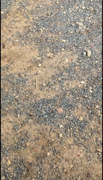 南宁散养鸡有看上的老板吗？