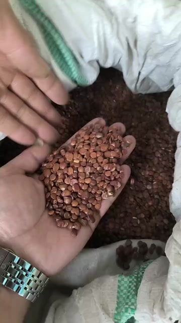 芒市酸枣仁现货大量有货