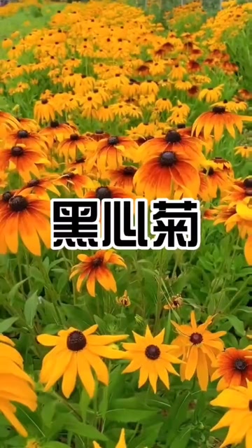 黑心菊种子宿根多年生耐寒耐旱金光菊景观绿化春秋播花种子花期长