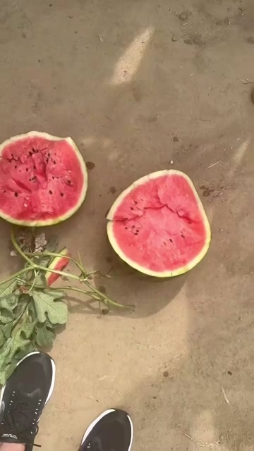 莒县甜王西瓜批发价格