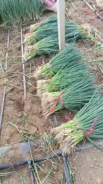 潍坊山东潍坊直供新鲜铁杆大葱苗 品质优选适栽广泛