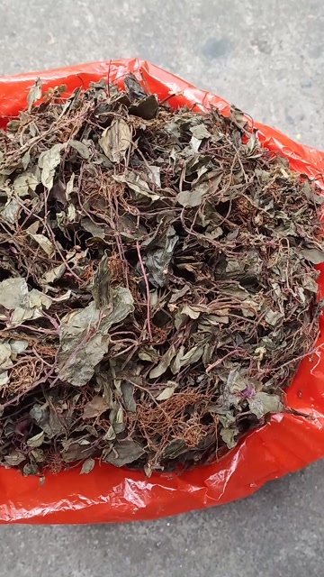 玉林新货风柜斗草干货风谷草楮头红鼓草中药批发