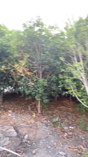 昆山市工厂园区金桂低价处理！有几百棵，需要的联系！