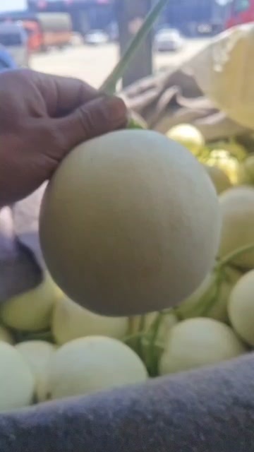 单县玉菇甜瓜