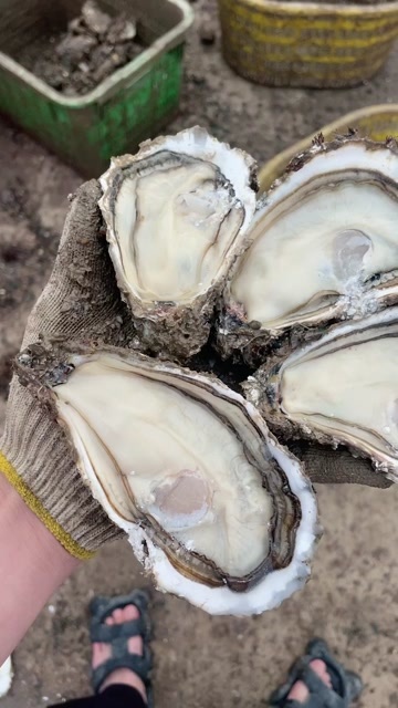 徐闻县湛江生蚝，豆豆，1+ 。1.5+ 。2+ 。3+ 。45+