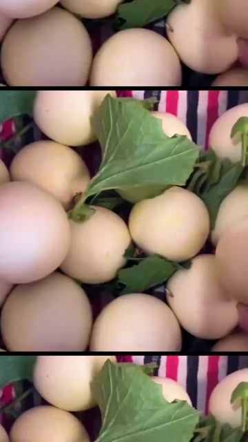 西安吊蔓小籽甜瓜