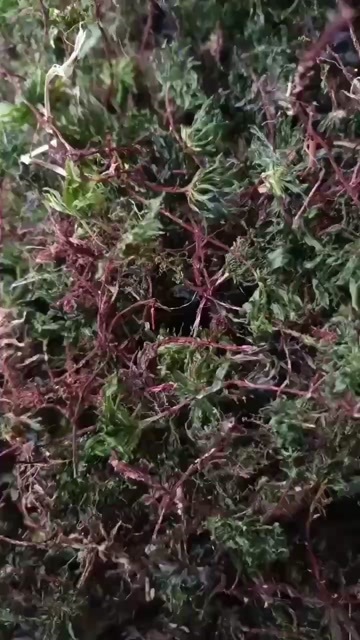 龙陵县回心草