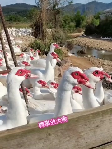 南宁红脸白番鸭/花番鸭出壳苗1-2日龄