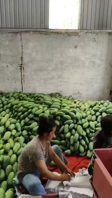 景洪市云南西双版纳象牙芒 精品果 单果750-1000g