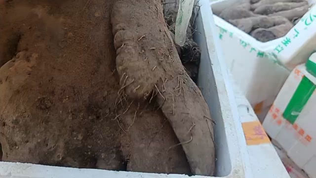 新郑市河南郑州新鲜板薯批发 优质根茎菜 绿色健康食材