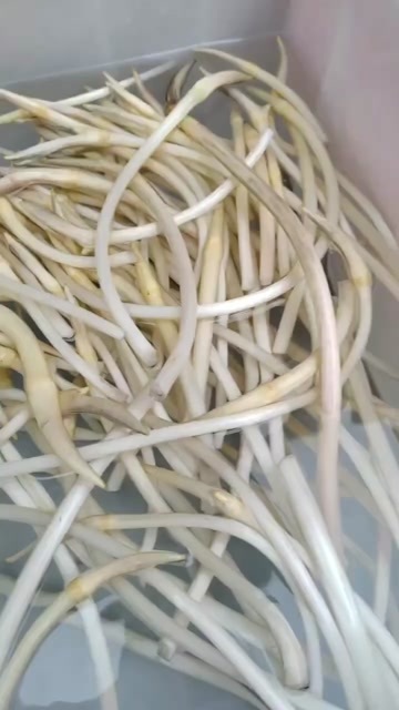 仙桃市新鲜藕带