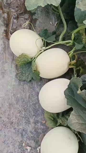 东台市玉菇