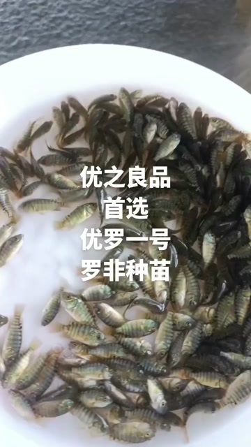 高州市罗非鱼苗