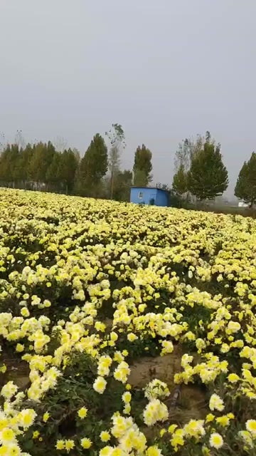 亳州亳菊