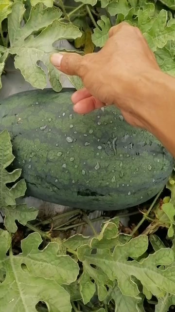 扶绥县黑美人西瓜