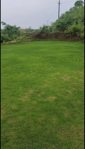 郴州郴州马尼拉草皮