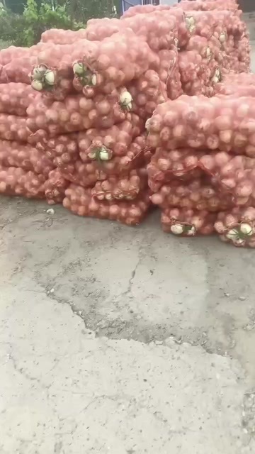 新野县黄皮洋葱