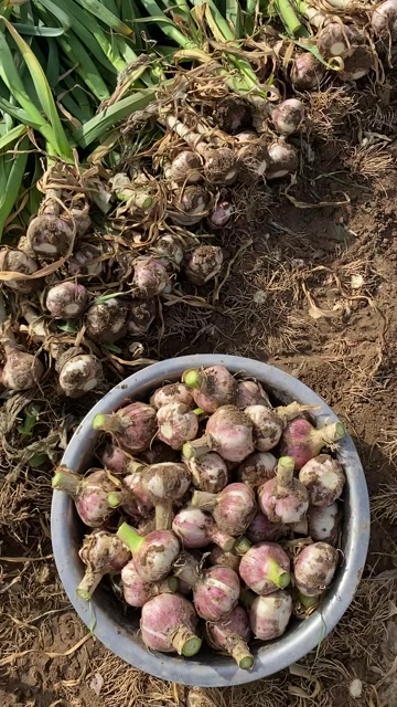 河南郑州中牟县新鲜紫皮蒜 批发优质大蒜 蔬菜葱姜蒜类优选