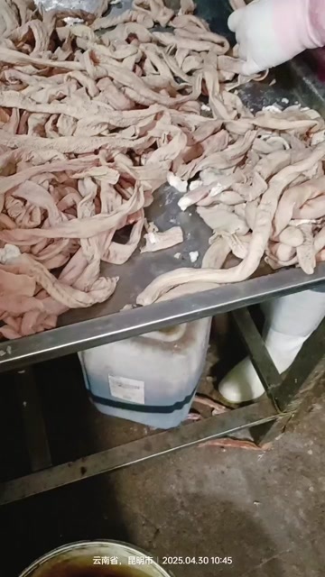 预煮小肠冒结子