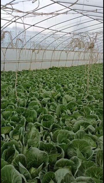 靖远县甘肃白银靖远县新鲜中甘系列包菜批发供货