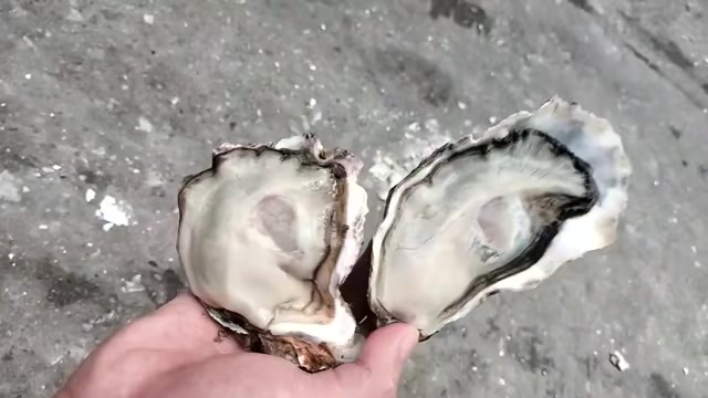 广州乳山生蚝超肥
