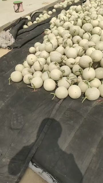 海阳市山东鲁厚甜网纹瓜糖度15+