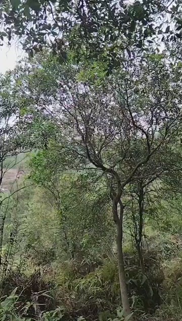 春花树