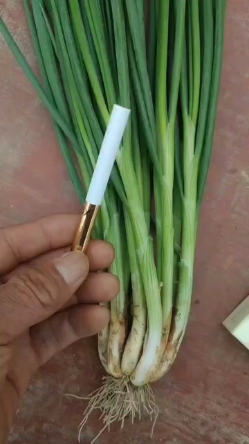什邡市四川精品葱，品质保证，产地直发，现挖现发