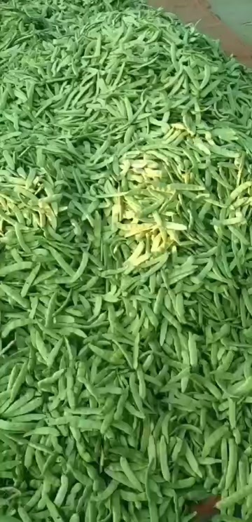 公主岭市怀德镇油豆角之乡，六月份大量上市，全国代发，质量三包