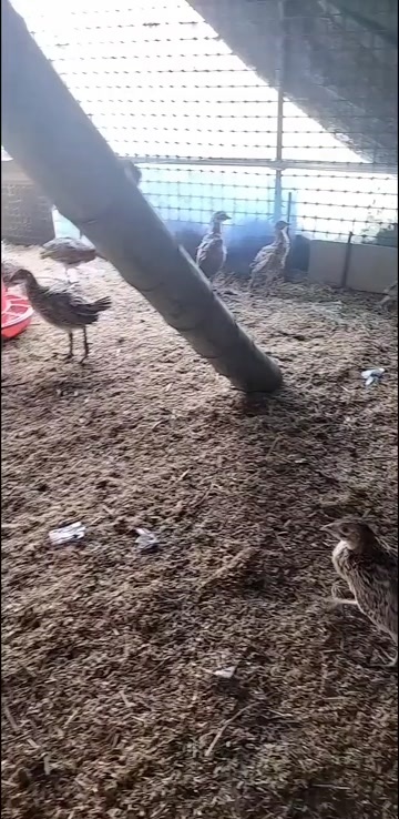 通城县七彩山鸡脱温苗