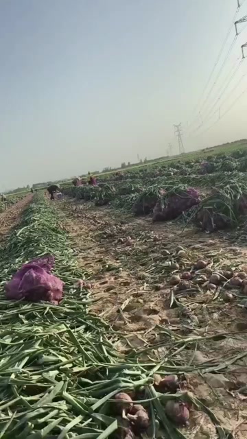 新野县南阳新鲜红皮洋葱 干净甜脆规格齐全……