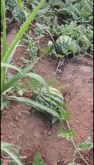 扶绥县甜王先喜