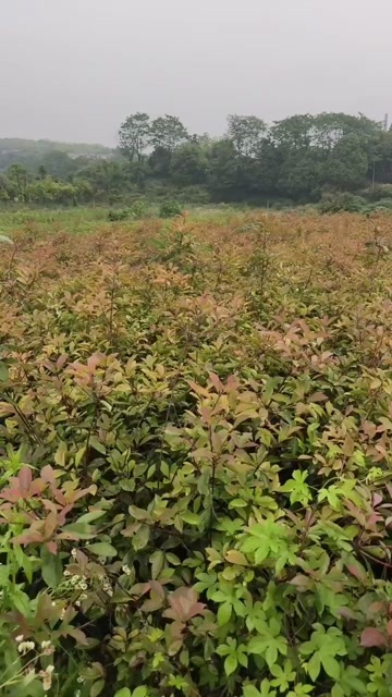 郴州50-2米高红叶石楠小苗 红叶石楠营养杯绿化苗基地直销