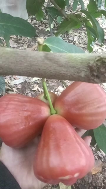 漳浦县黑糖芭比