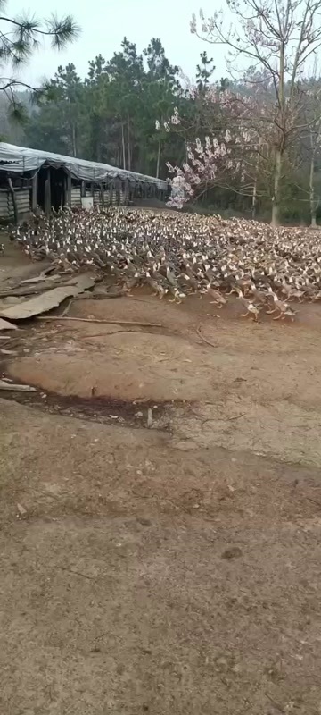 鄱阳县卖产蛋鸭