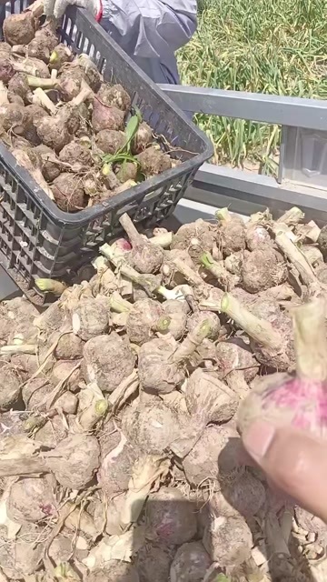 商丘紫皮蒜，杂交大蒜，大量供应！