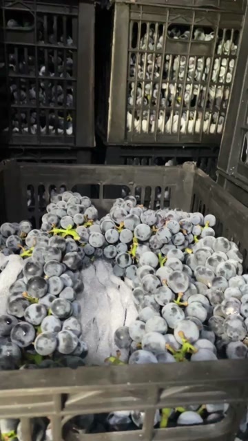 建水县夏黑大量工厂榨汁果，颗粒果，大量有货
