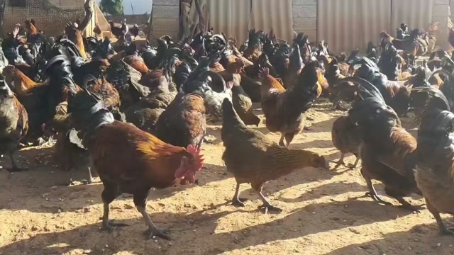 昆明成年云南土鸡