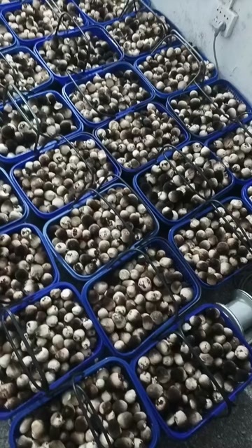 草菇