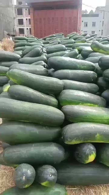 黑皮冬瓜