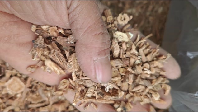 苍溪县四川白花前胡，四川旺苍大山种植2年以上，含量优