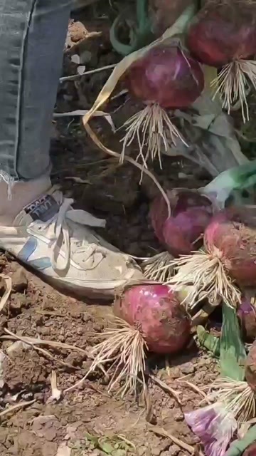 怀远县红皮洋葱