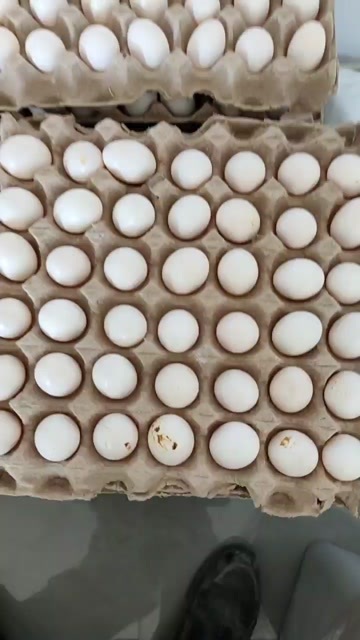 周口新鲜鸽子蛋，现捡现卖