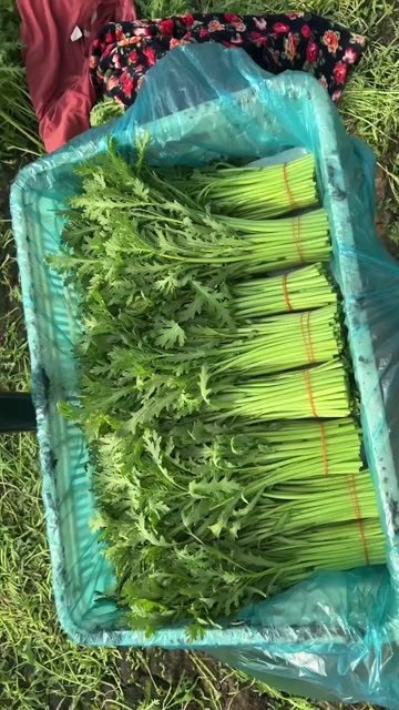 精品茼蒿大量现货供应，超市电商社区团购专业代办品控严格
