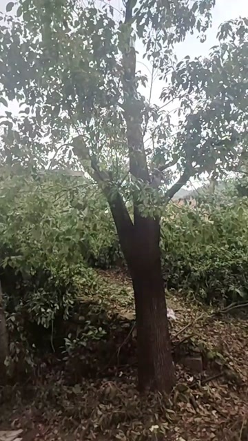 天柱县20多年的樟树一颗，有需要的联系我，